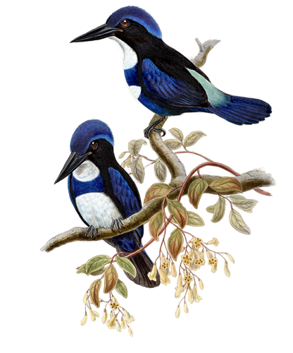 őszi állatok_28.png